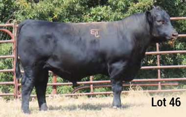 Lot 46 - TJB 921U SANDHILLS 540C ET